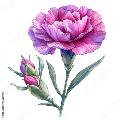 Carnation Flower, charming watercolor vector with soft tones and graceful design, isolated on a white background.