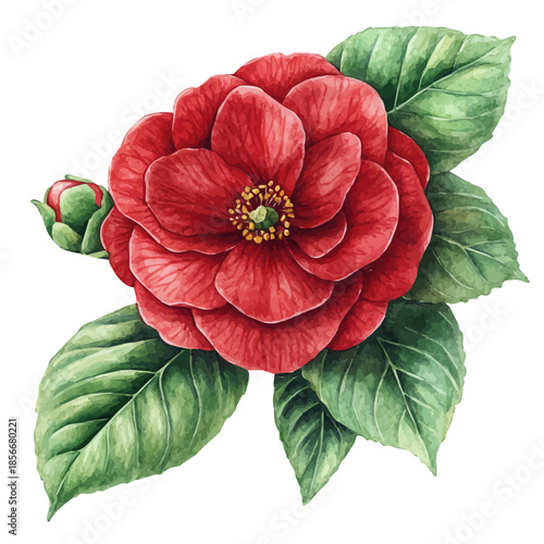 Camellia Flower, charming watercolor vector with soft tones and graceful design, isolated on a white background.