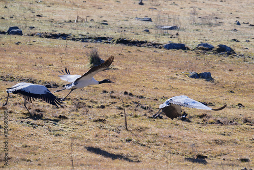 Black-necked Crane About to Fly in Himalayan Wetlands
