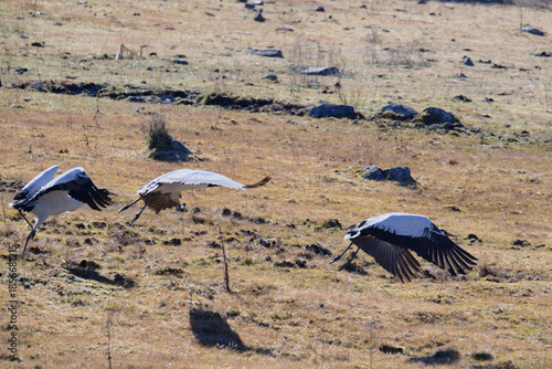 Black-necked Crane Powerful Takeoff Moment in Bhutan
