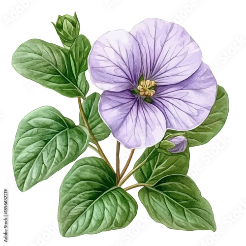 Bacopa Flower, beautiful watercolor illustration with vivid colors and detailed vector style, isolated on a white background.