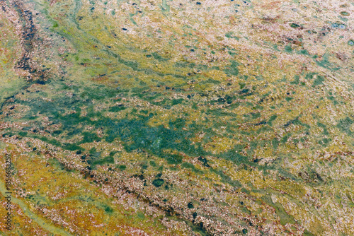 Εκτύπωση καμβά green algae on the surface of the water
