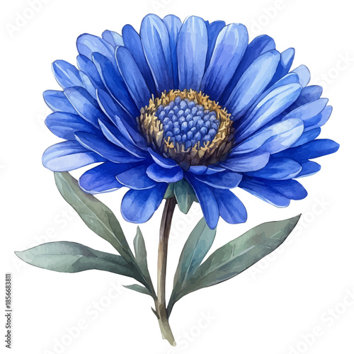 Aster Flower, delicate watercolor illustration vector with soft and elegant colors, isolated on a white background.