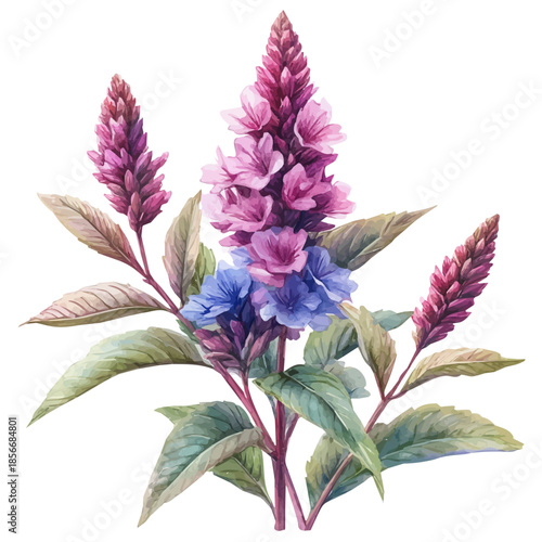 Amaranth Flower, charming watercolor vector with soft tones and graceful design, isolated on a white background.