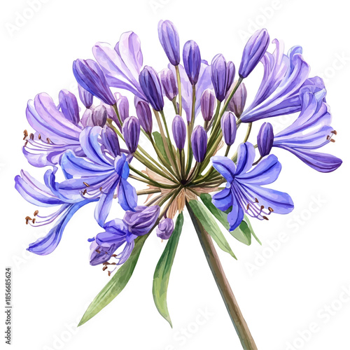 watercolor of Agapanthus Flower graphic, isolated on a white background.