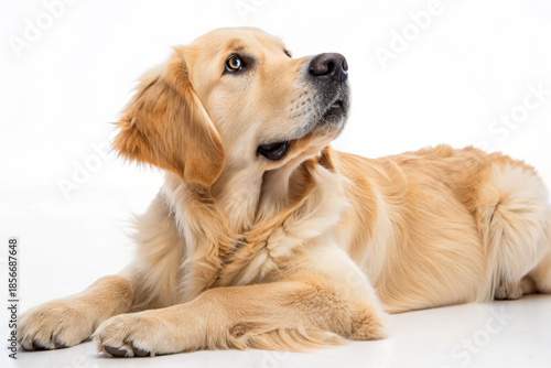 An adorable golden retriever dog lying down with head tilted curiously against a white background.