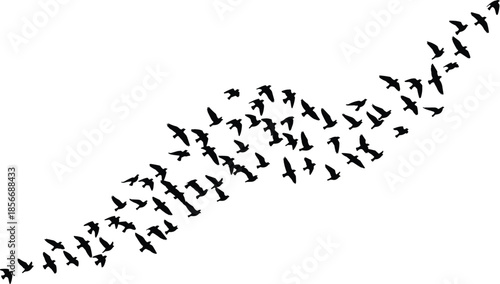 Flock of birds silhouette vector, coordinated flight pattern, black illustration, nature movement, wildlife behavior, peaceful sky, migration art, minimal design