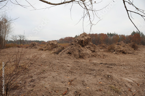 Illegal logging within Kyiv city limits to build commercial properties. 2021, Ukraine