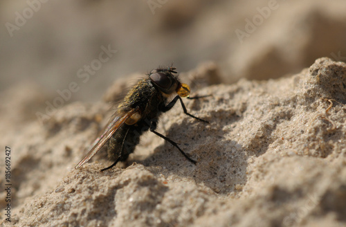 Cluster fly or Attic fly, Pollenia, sitting on sand of a river, November