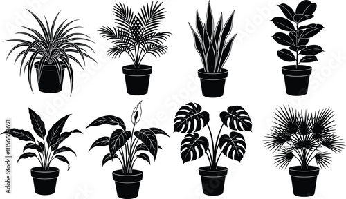 Indoor house plants in pots vector illustration set, black and white silhouettes of tropical monstera, 