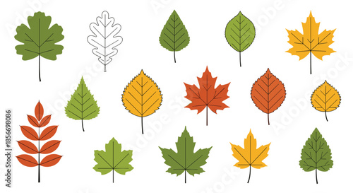 Set of colorful autumn leaves in various shapes and species including maple oak and birch for seasonal fall design.
