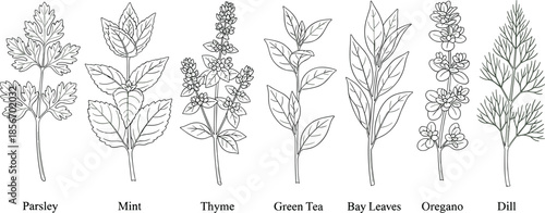 Herb illustration set, botanical sketch vector, culinary plant drawing, black and white kitchen herbs, organic cooking ingredients, educational herbal chart