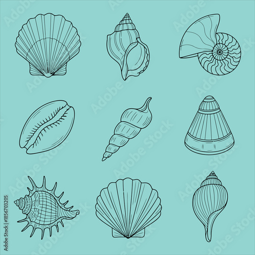 Various ocean shells on turquoise