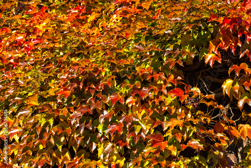 Orange Autumn leafy background. Weaving ivy plant. Leaves of Japanese Ivy or Boston ivy Vitaceae Parthenocissus tricuspidata Veitchii. Wilder Wein texture. Botanical flora.