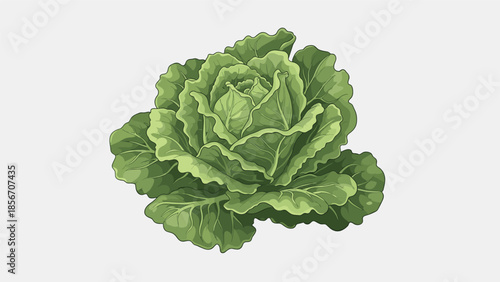 Realistic and detailed vector illustration of a fresh head of green cabbage with lush leaves, isolated on a light gray background.