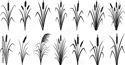 Black bulrush and cattail silhouettes set with various reed grass plants and marsh foliage isolated on white background for nature design