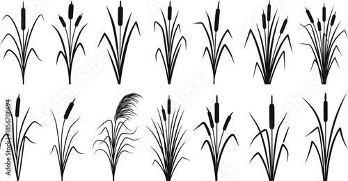 Black bulrush and cattail silhouettes set with various wetland plants and river reeds isolated on white background for nature design