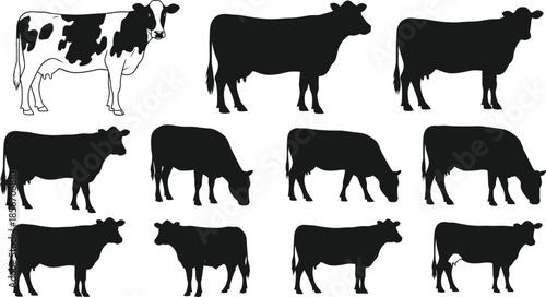 Black cow silhouettes set with various dairy and beef cattle poses including grazing and standing isolated on white background vector