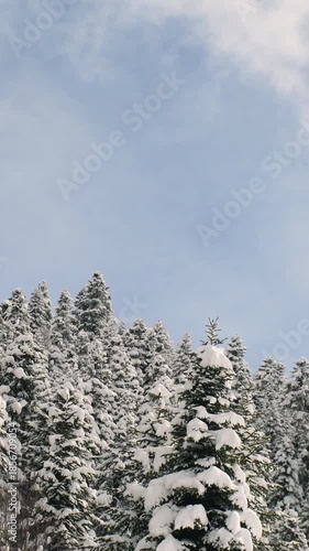 Vertical view snowy pine forest canopy moving gently in wind under clear blue sky during winter season, serene timelapse scene symbolizing calmness, nature purity, and environmental stillness