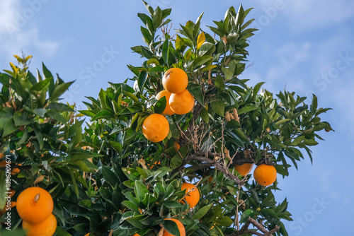 Ripe Orange Fruit Growing on Tree with Green Leaves