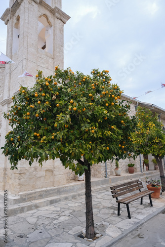 Ripe Orange Fruit Growing on Tree with Green Leaves
