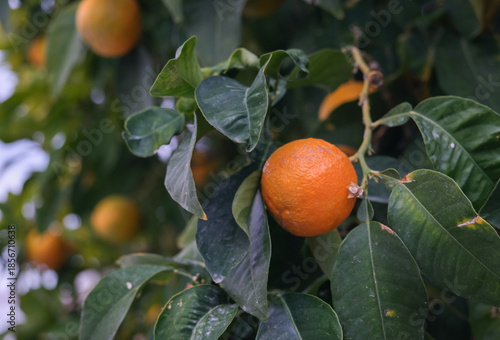 Ripe Orange Fruit Growing on Tree with Green Leaves