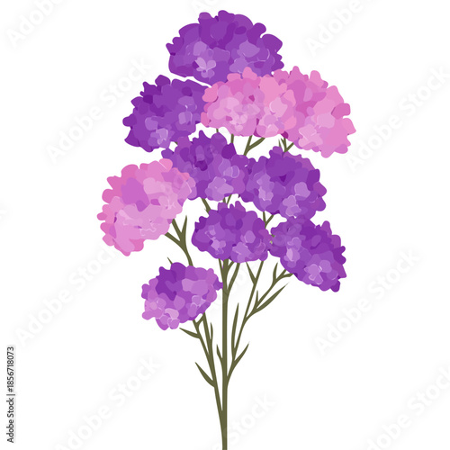 Simple flat 2D vector graphic of Statice Flower, modern icon look, displayed on a pure white background.