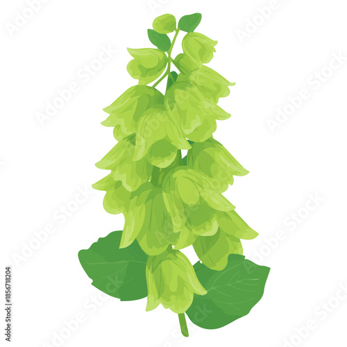 Simple flat 2D vector graphic of Moluccella Bells Of Ireland, modern icon look, displayed on a pure white background.