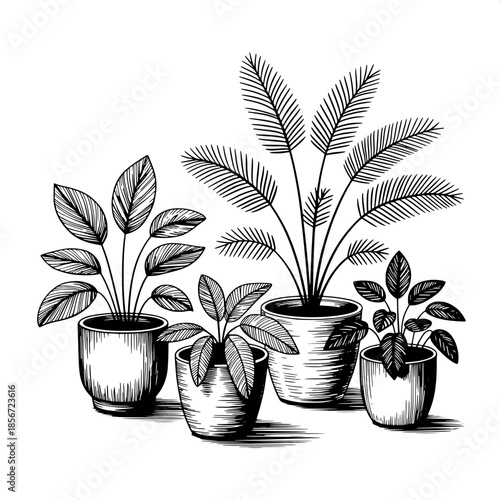 Minimalist botanical ink drawing featuring four distinct houseplants with feathery fronds and rounded leaves in varied ceramic pots with unique textures and subtle patterns, intricately cross-hatched 