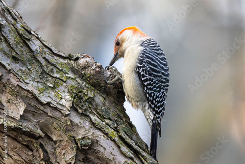 red-bellied woodpecker on tree