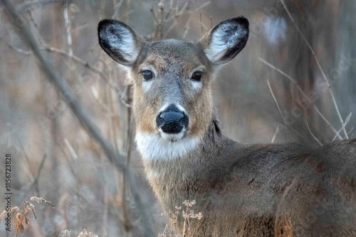 deer portrait