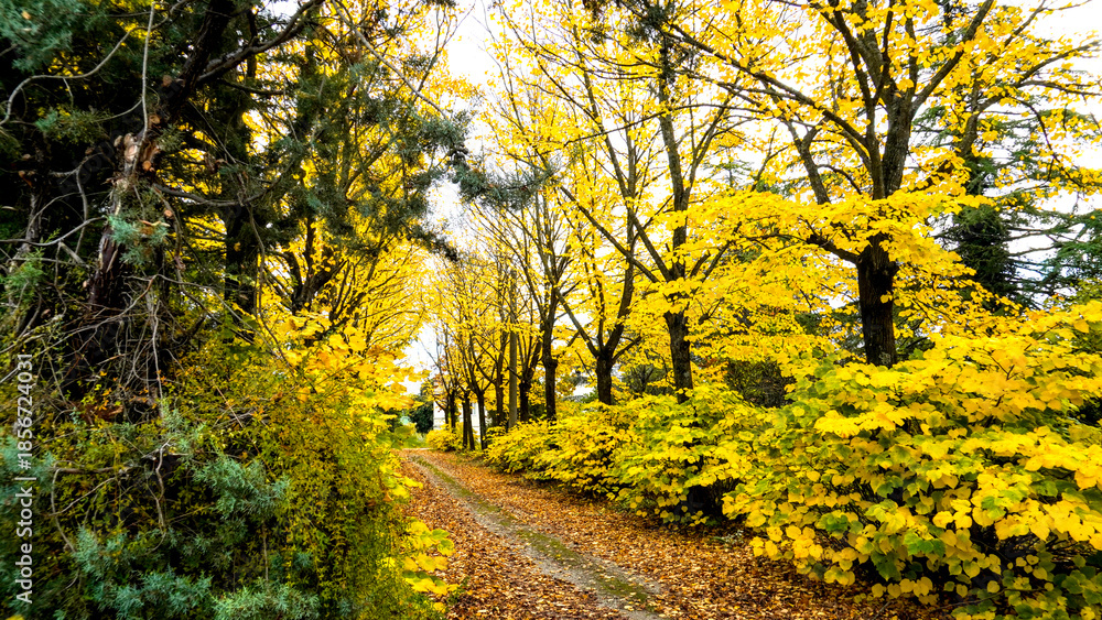 Naklejka premium Fogliame autunnale nel Parco Naturale delle Foreste Casentinesi, Appennino Tosco-Romagnolo. Panorami autunnali delle montagne bolognesi. Bologna, Emilia-Romagna, Italia.