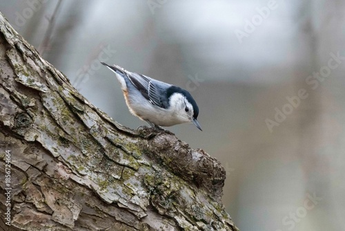 white-breasted nuthatch