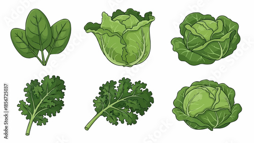 Assorted leafy green vegetables and plants displayed in a simple graphic illustration on a clean white background