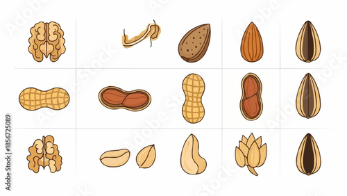 Assorted nuts and seeds illustration on a clean white background showcasing various textures and shapes from different viewpoints