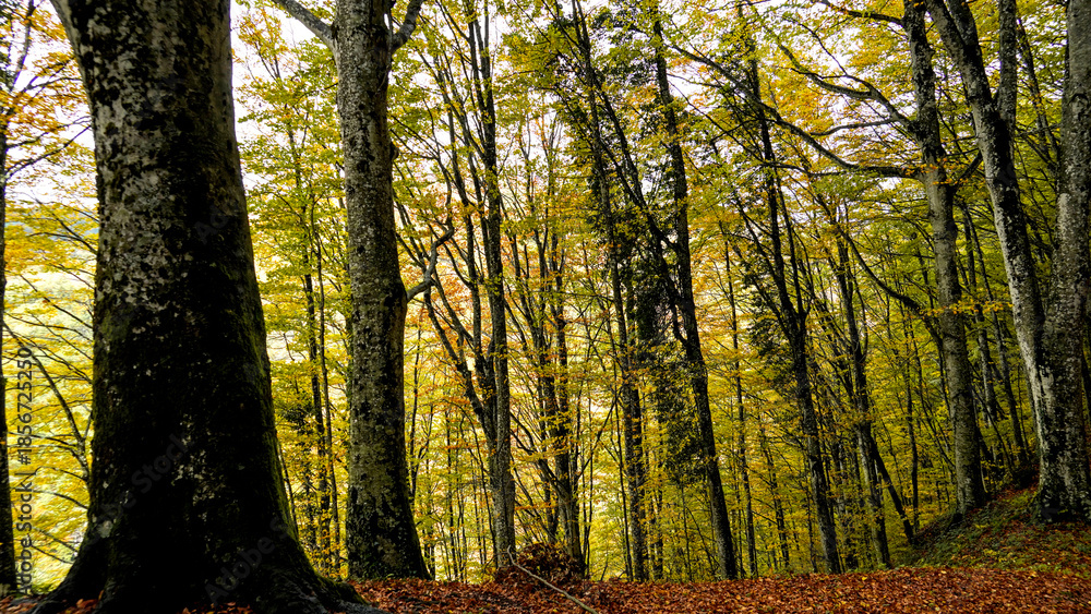 Obraz premium Fogliame autunnale nel Parco Naturale delle Foreste Casentinesi, Appennino Tosco-Romagnolo. Panorami autunnali delle montagne bolognesi. Bologna, Emilia-Romagna, Italia.