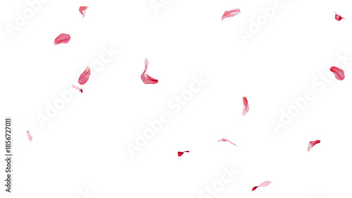 Pink cherry blossom petals falling overlay transparent 3D render