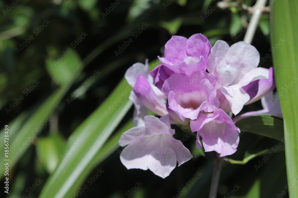 Fototapeta premium Purple garlic vine flowers bloom in bright sunlight among lush green leaves