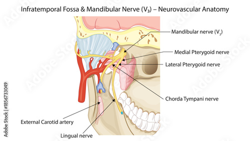 Infratemporal Fossa & Mandibular Nerve (V₃) – Neurovascular Anatomy
A labeled anatomical diagram of the infratemporal fossa showing the mandibular nerve (V₃), its branches, and the maxillary artery.