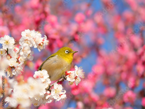 日本、冬、梅の花とメジロ
