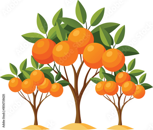 Orange trees isolated on white transparent background3