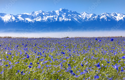 field of wildflowers