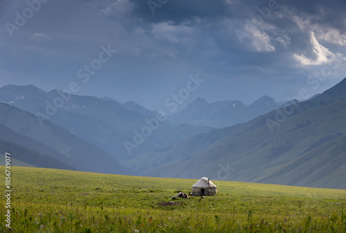 cows in the mountains