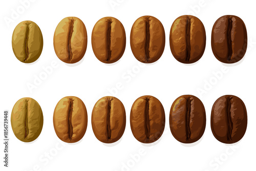 Coffee Bean Roasting Stages