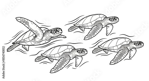 Sea turtles swimming in ocean outline style