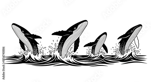 Whales breaching ocean waves monochrome outline
