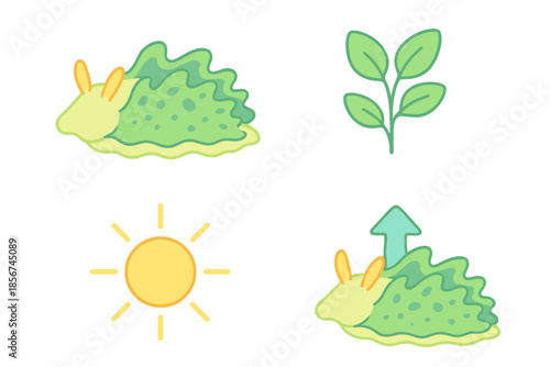 Symbiotic Relationship Between Sea Slug and Plant