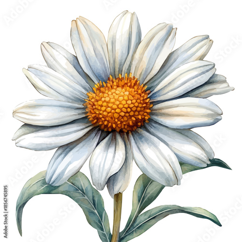watercolor painting of Leucanthemum Flower graphic, isolated on a white background.