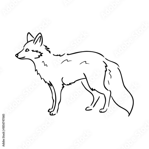 Elegant fox outline sketch with distinct ears and bushy tail, standing sideways. Detailed fox outline sketch showing sleek body, alert posture. Graceful contour pencil art for various design projects.