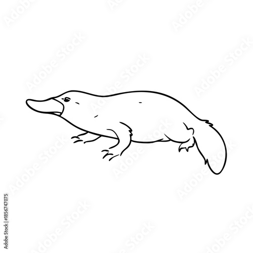 Platypus outline sketch, simple drawing *Ornithorhynchus anatinus*, unique Australian duck billed mammal. Graceful contour pencil art creates clean platypus outline sketch, education projects.